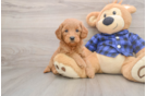 Small Mini Goldendoodle Baby