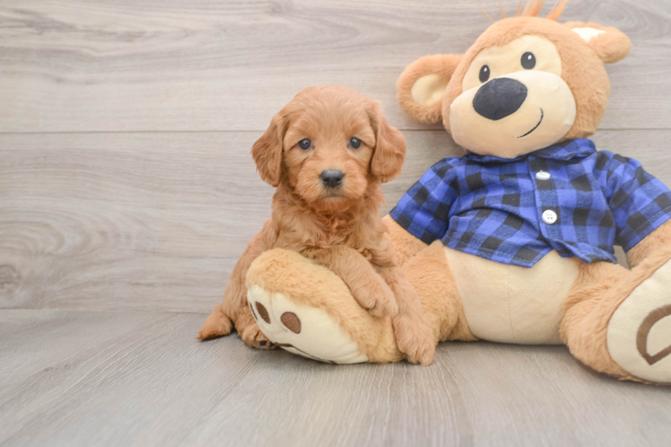 Small Mini Goldendoodle Baby