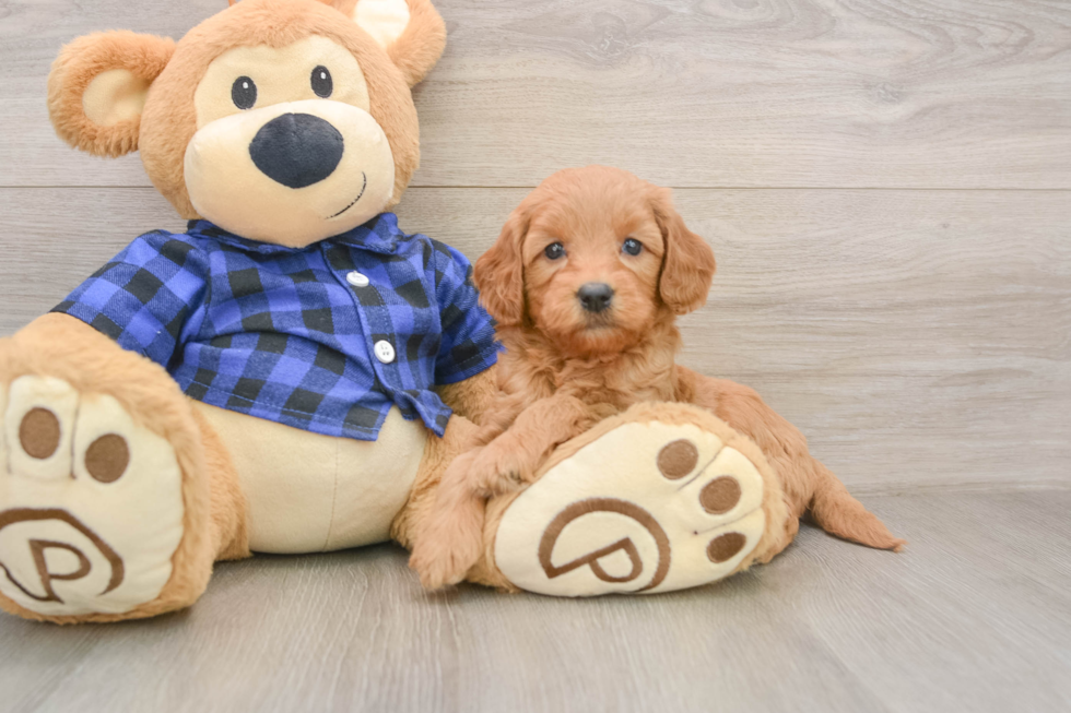 Mini Goldendoodle Pup Being Cute