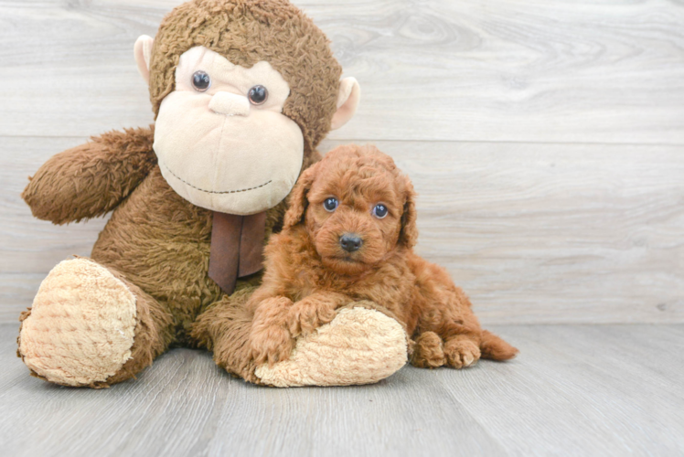 Meet Julian - our Mini Goldendoodle Puppy Photo 1/3 - Puppy Love PR Mini Goldendoodle Puppy for Adoption