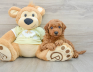 7 week old Mini Goldendoodle Puppy For Sale - Puppy Love PR