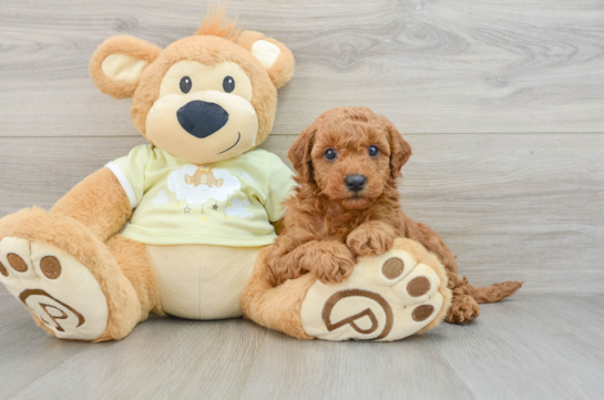 Energetic Golden Doodle Poodle Mix Puppy