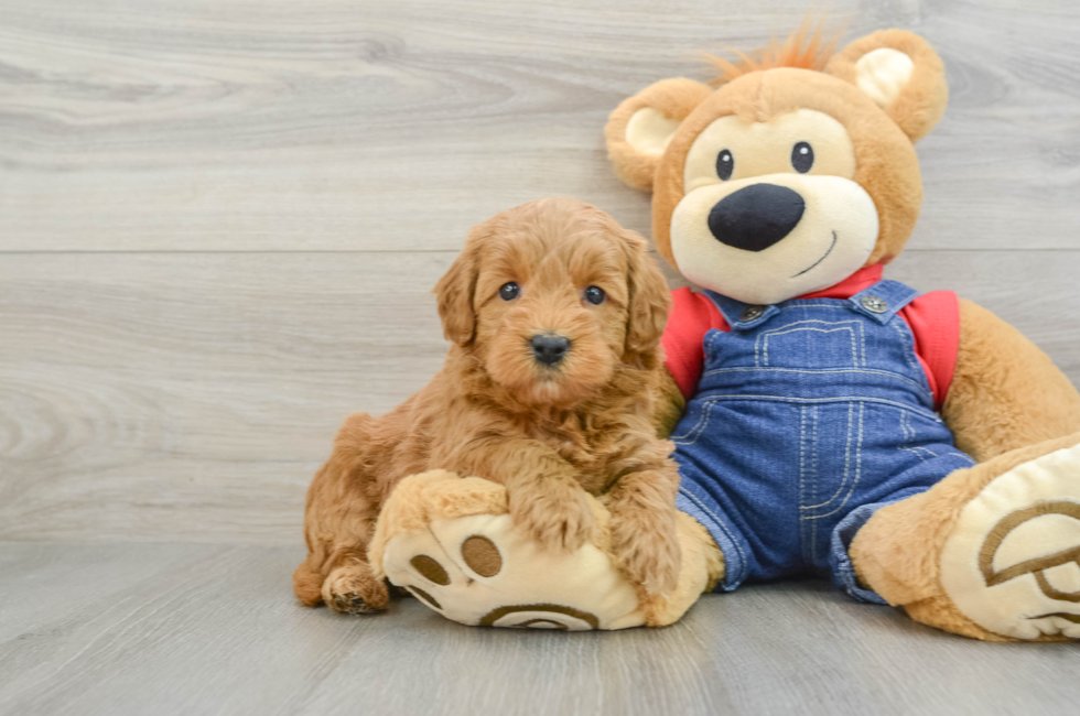 6 week old Mini Goldendoodle Puppy For Sale - Puppy Love PR