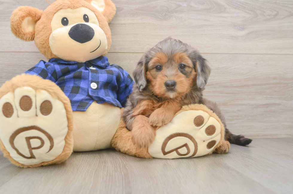 6 week old Mini Goldendoodle Puppy For Sale - Puppy Love PR