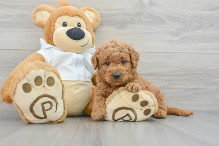 Meet Junior - our Mini Goldendoodle Puppy Photo 1/3 - Puppy Love PR Best Mini Goldendoodle Baby