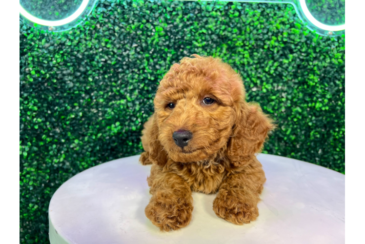 Meet Junior - our Mini Goldendoodle Puppy Photo 1/4 - Puppy Love PR Cute Golden Retriever Poodle Mix Puppy