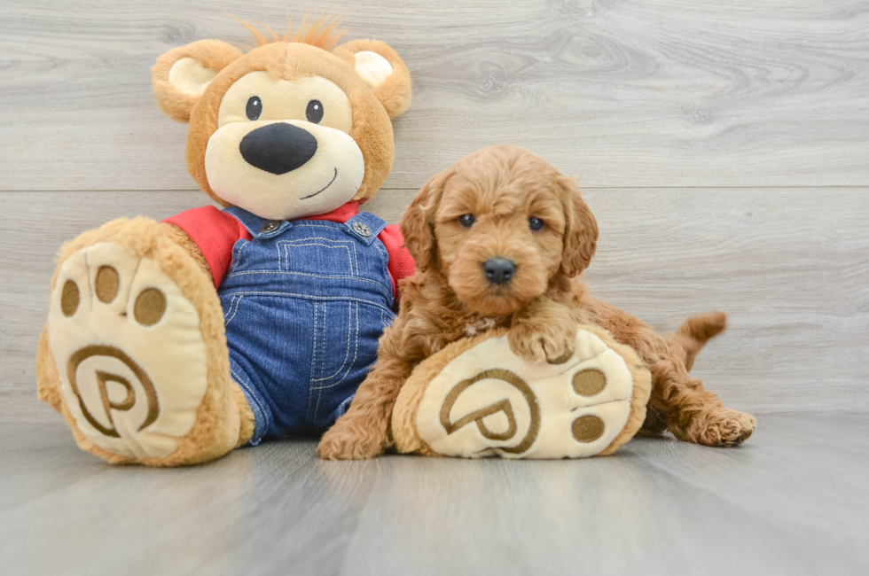 6 week old Mini Goldendoodle Puppy For Sale - Puppy Love PR