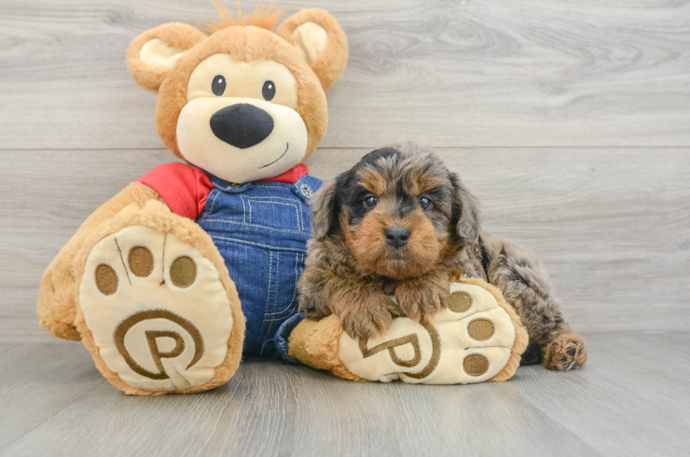 7 week old Mini Goldendoodle Puppy For Sale - Puppy Love PR