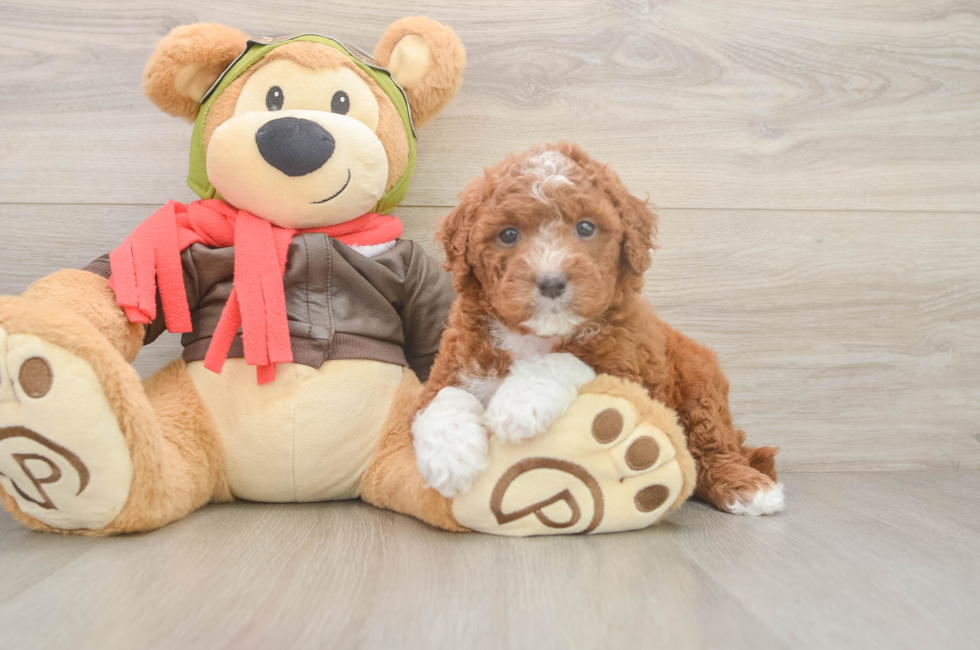 5 week old Mini Goldendoodle Puppy For Sale - Puppy Love PR
