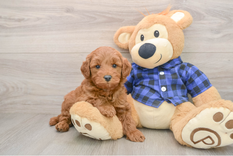 Best Mini Goldendoodle Baby