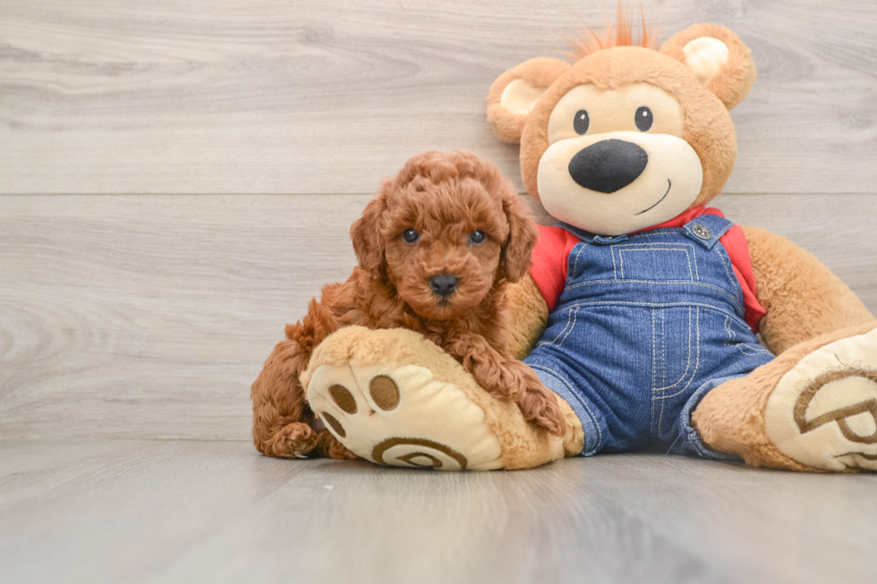 Small Mini Goldendoodle Baby