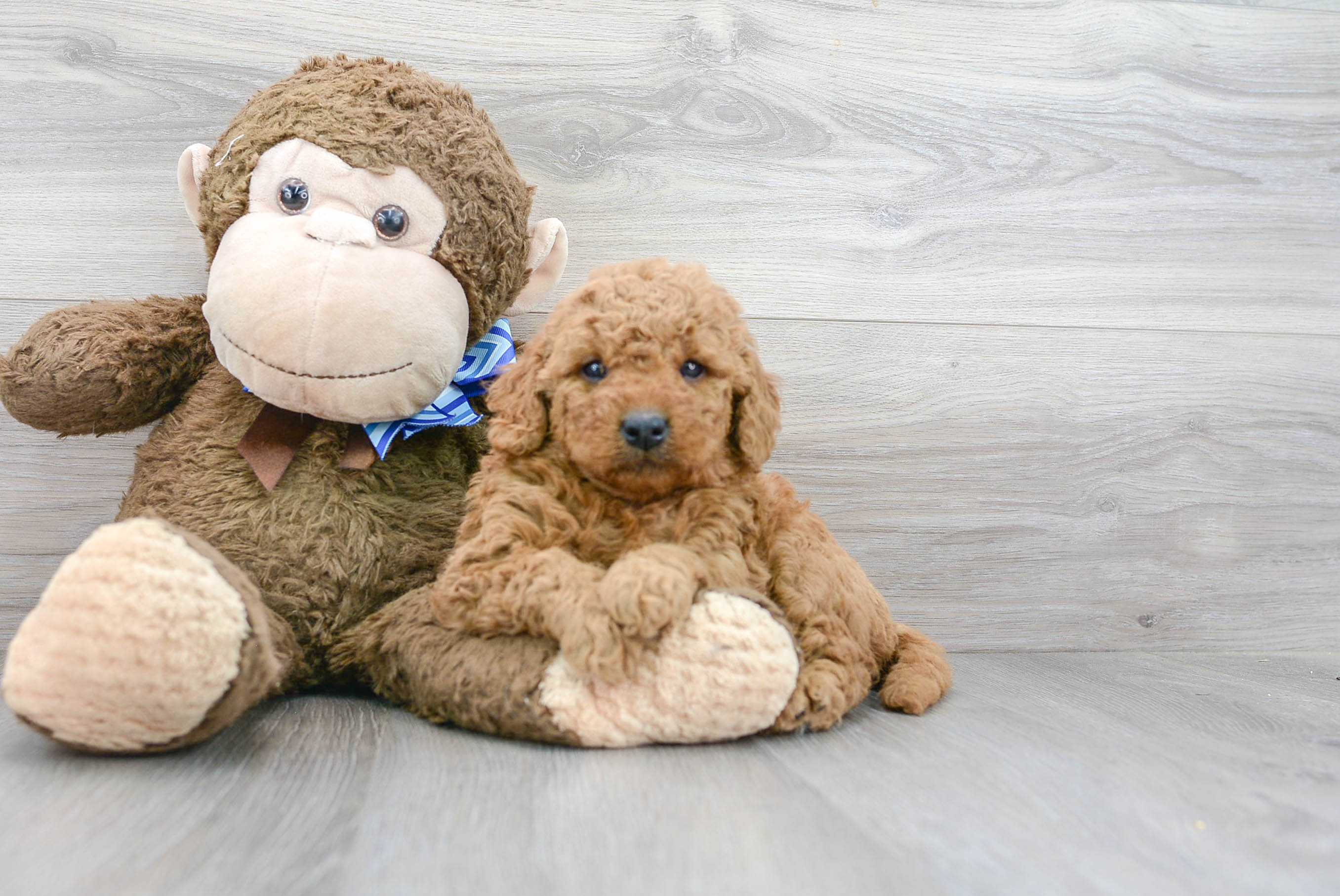 Cute Mini Goldendoodle Poodle Mix Pup