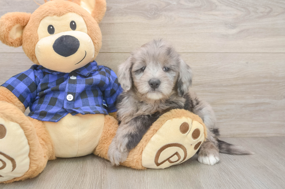 6 week old Mini Goldendoodle Puppy For Sale - Puppy Love PR