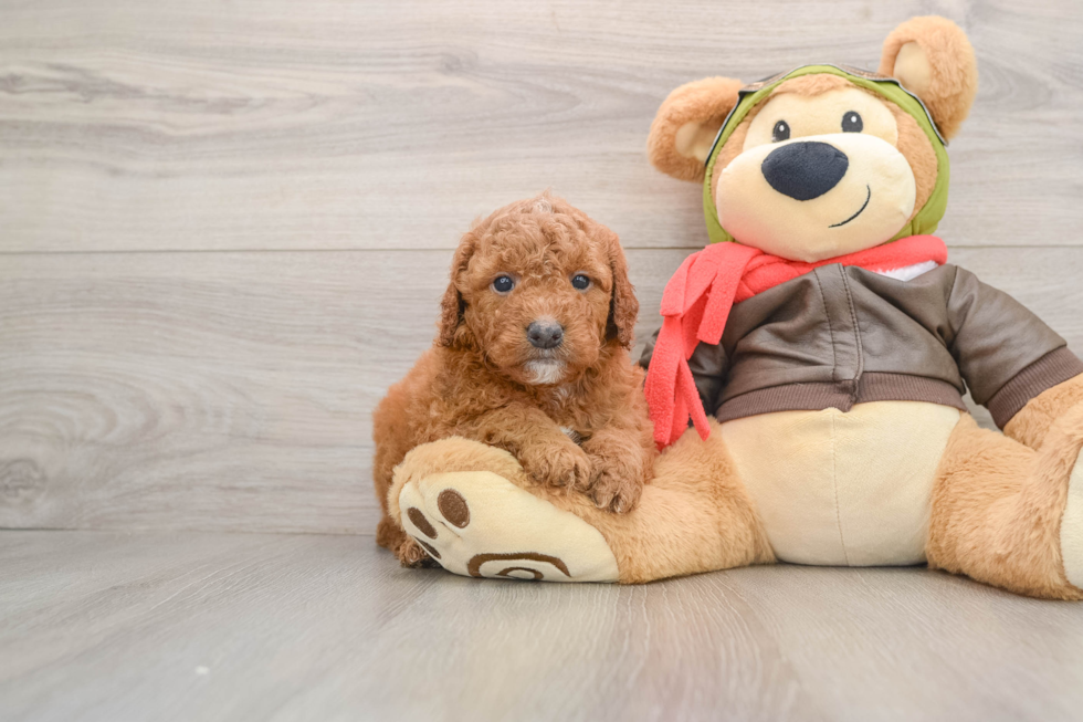 Friendly Mini Goldendoodle Baby