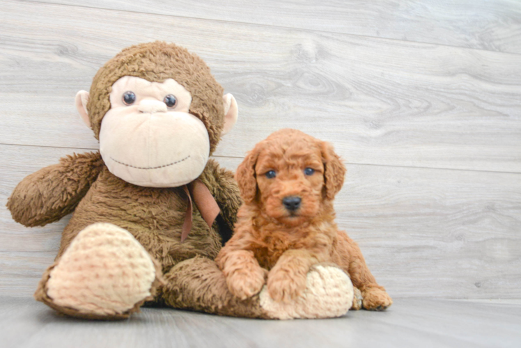 Meet Karma - our Mini Goldendoodle Puppy Photo 1/3 - Puppy Love PR Friendly Mini Goldendoodle Baby