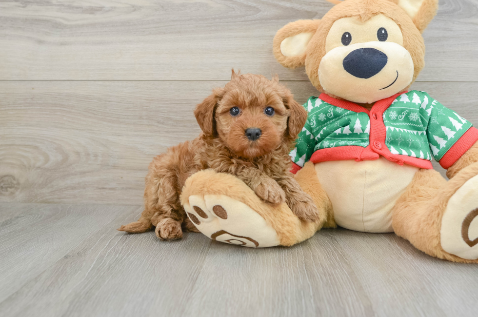 5 week old Mini Goldendoodle Puppy For Sale - Puppy Love PR