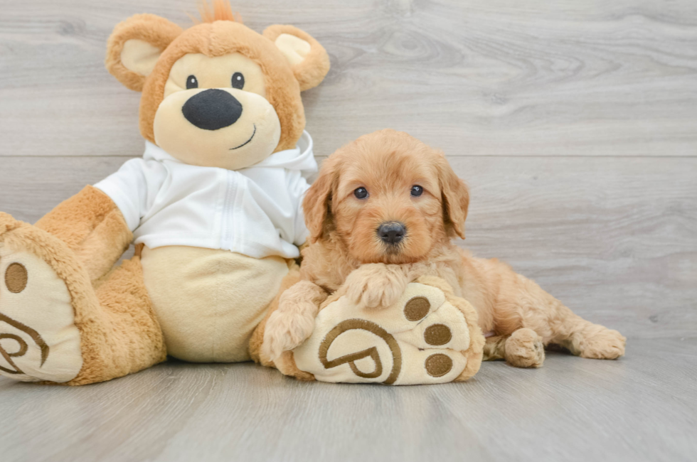 7 week old Mini Goldendoodle Puppy For Sale - Puppy Love PR