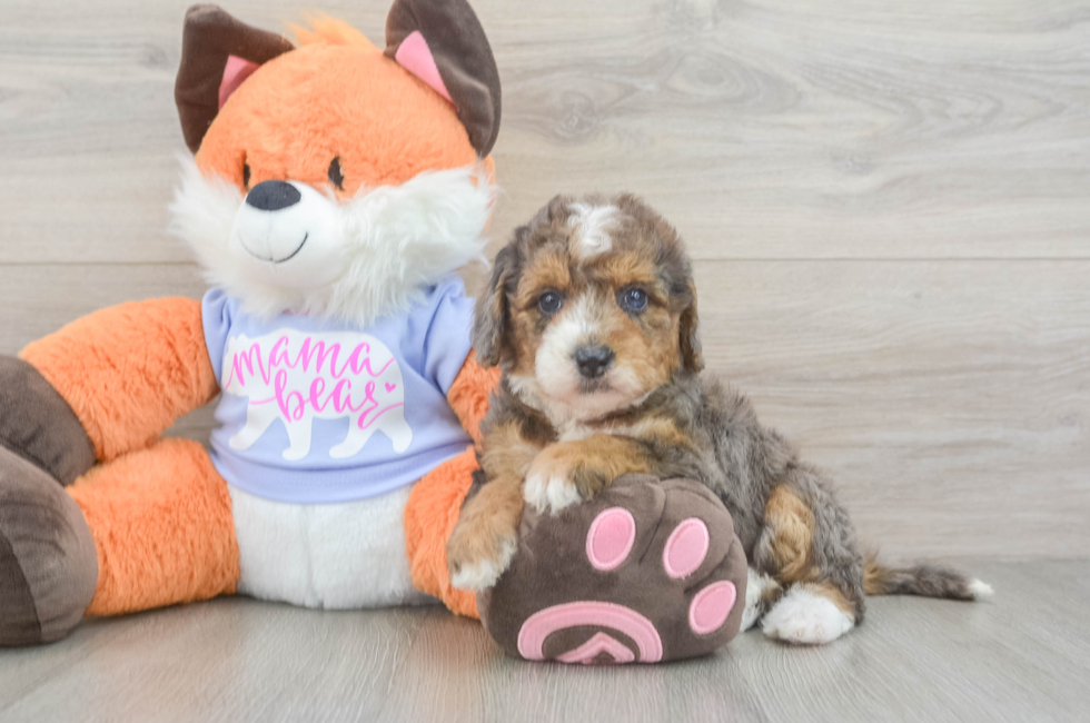 5 week old Mini Goldendoodle Puppy For Sale - Puppy Love PR