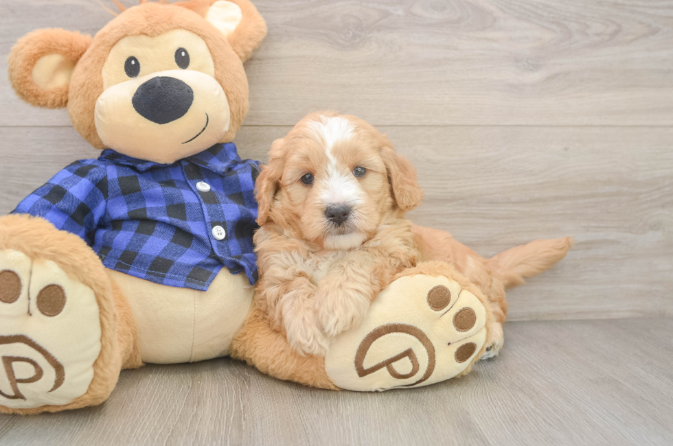 5 week old Mini Goldendoodle Puppy For Sale - Puppy Love PR