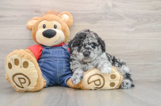Mini Goldendoodle Pup Being Cute