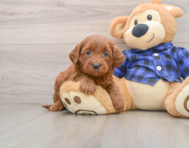 8 week old Mini Goldendoodle Puppy For Sale - Puppy Love PR