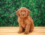 9 week old Mini Goldendoodle Puppy For Sale - Puppy Love PR