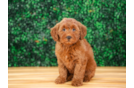 Best Mini Goldendoodle Baby