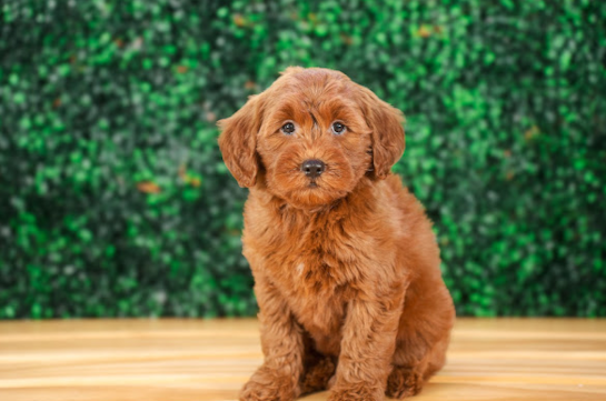 Best Mini Goldendoodle Baby
