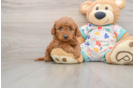 Happy Mini Goldendoodle Baby