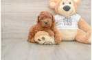 Mini Goldendoodle Puppy for Adoption