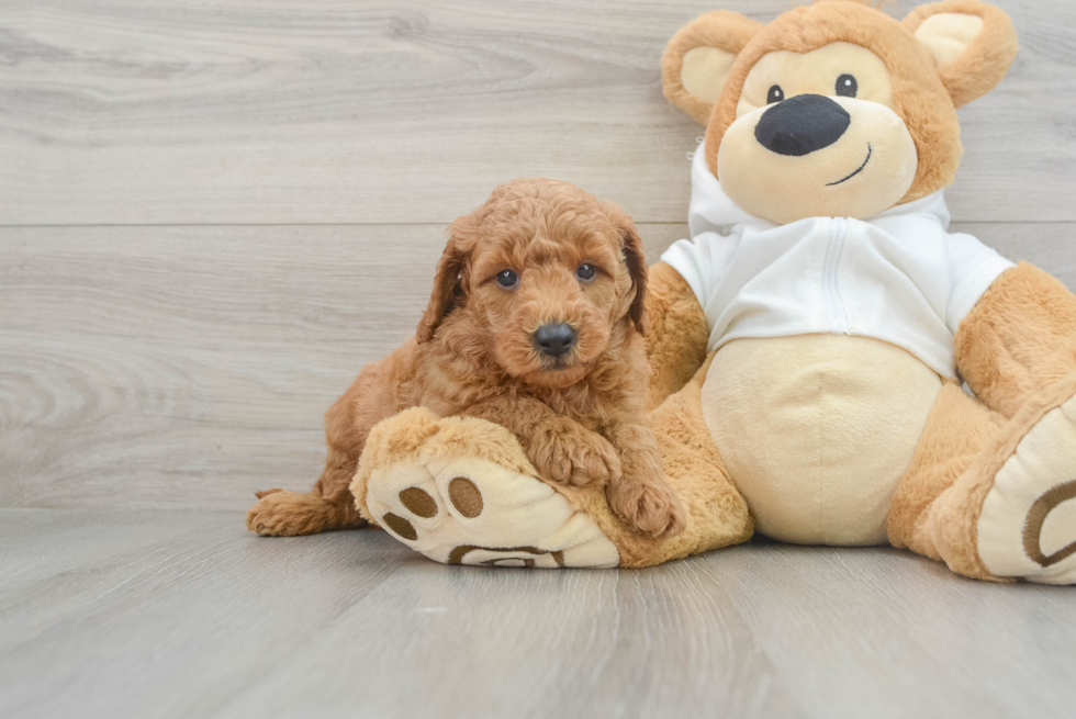 Mini Goldendoodle Pup Being Cute