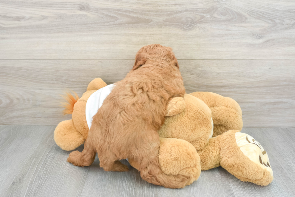Best Mini Goldendoodle Baby