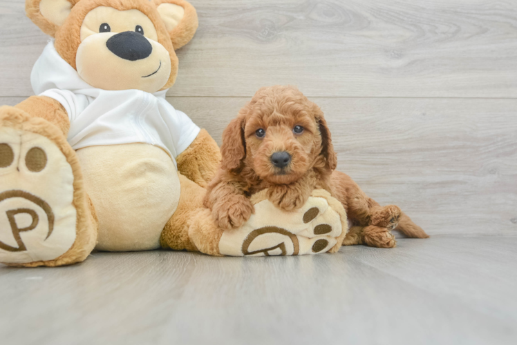 Best Mini Goldendoodle Baby