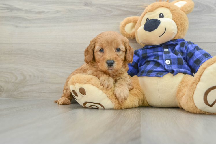 Meet Keanu - our Mini Goldendoodle Puppy Photo 1/3 - Puppy Love PR Petite Mini Goldendoodle Poodle Mix Pup