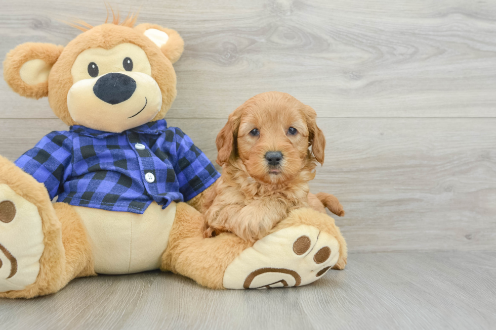 Mini Goldendoodle Puppy for Adoption