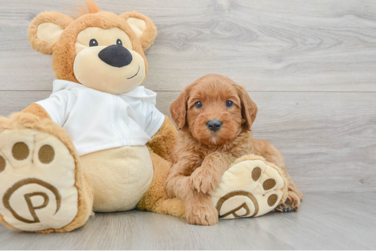 Best Mini Goldendoodle Baby