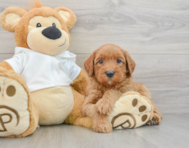 8 week old Mini Goldendoodle Puppy For Sale - Puppy Love PR