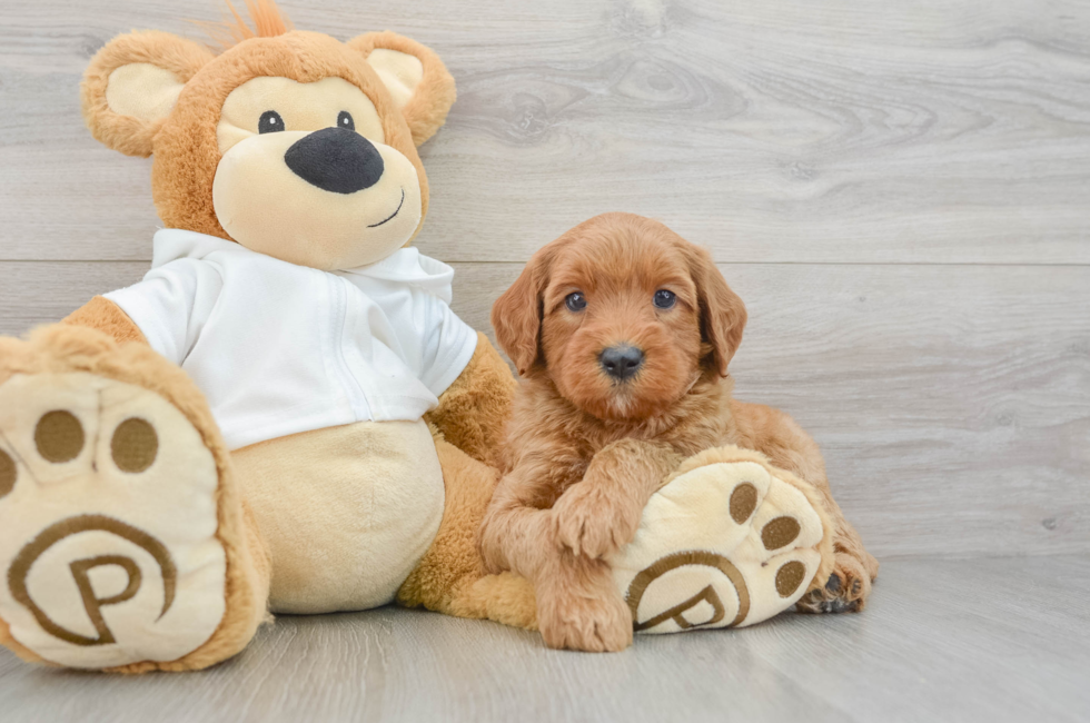 7 week old Mini Goldendoodle Puppy For Sale - Puppy Love PR