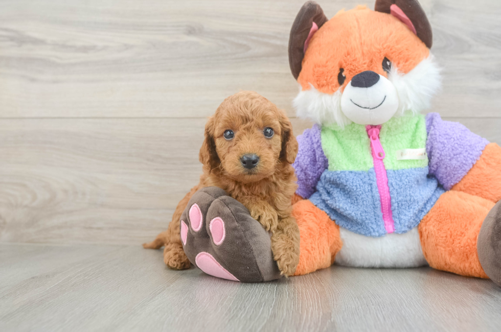5 week old Mini Goldendoodle Puppy For Sale - Puppy Love PR