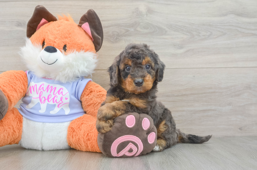 5 week old Mini Goldendoodle Puppy For Sale - Puppy Love PR
