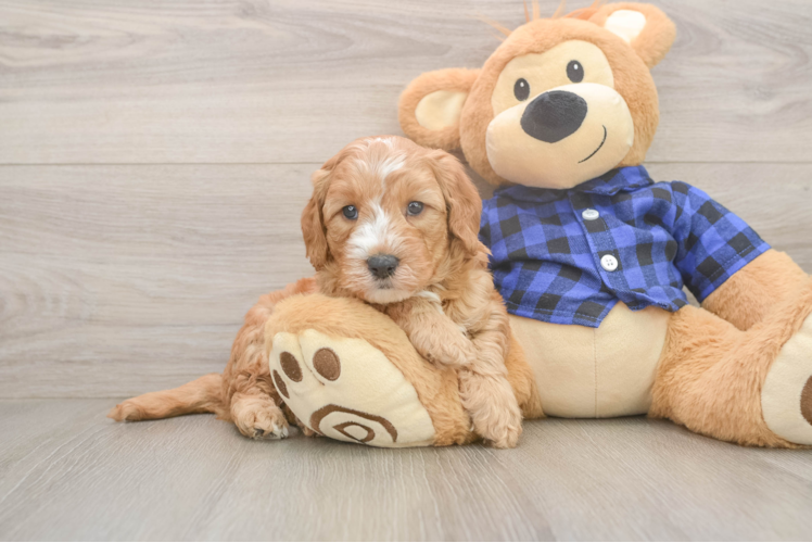 Mini Goldendoodle Puppy for Adoption