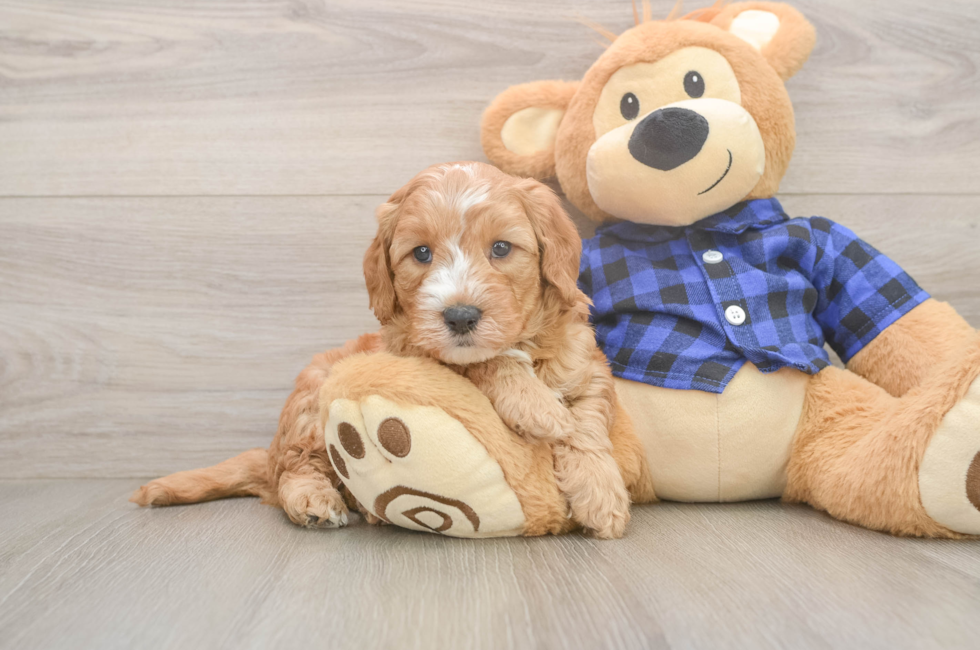 5 week old Mini Goldendoodle Puppy For Sale - Puppy Love PR