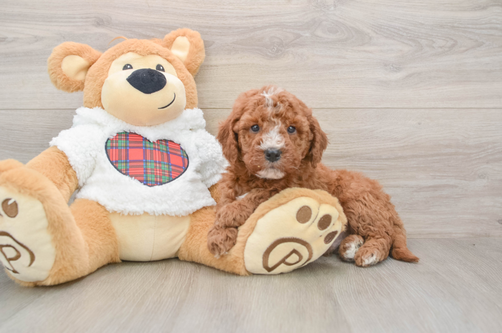 5 week old Mini Goldendoodle Puppy For Sale - Puppy Love PR