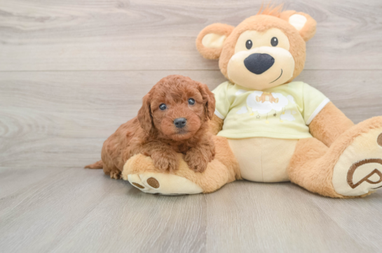 Mini Goldendoodle Puppy for Adoption