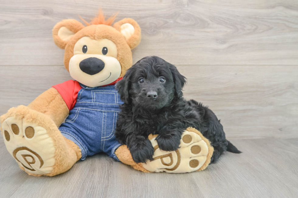 Mini Goldendoodle Pup Being Cute