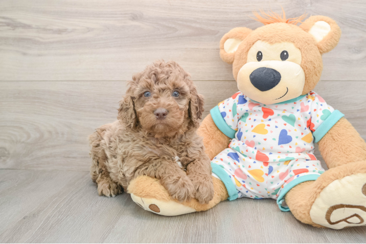 Mini Goldendoodle Pup Being Cute