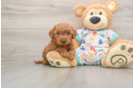 Mini Goldendoodle Puppy for Adoption