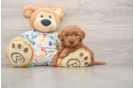 Mini Goldendoodle Puppy for Adoption