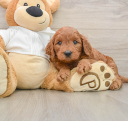 8 week old Mini Goldendoodle Puppy For Sale - Puppy Love PR