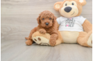 Playful Mini Groodle Poodle Mix Puppy